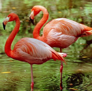 Meet your Posher, Audrey